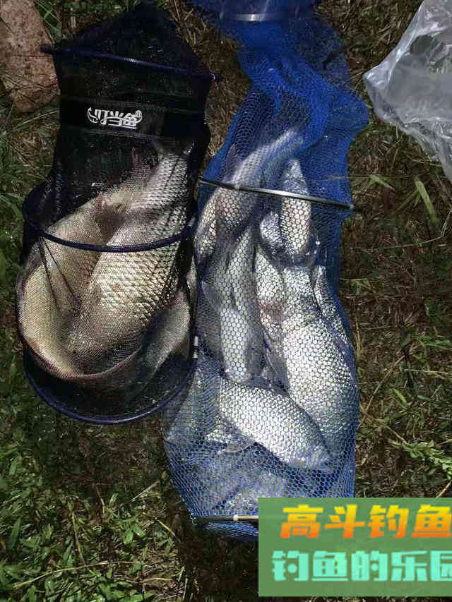 春钓鲮鱼全攻略，相差一点都不行