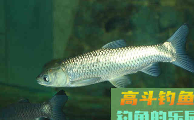 秋季作为底钓草鱼的黄金季节，窝料和钓饵或许才是爆护的关键