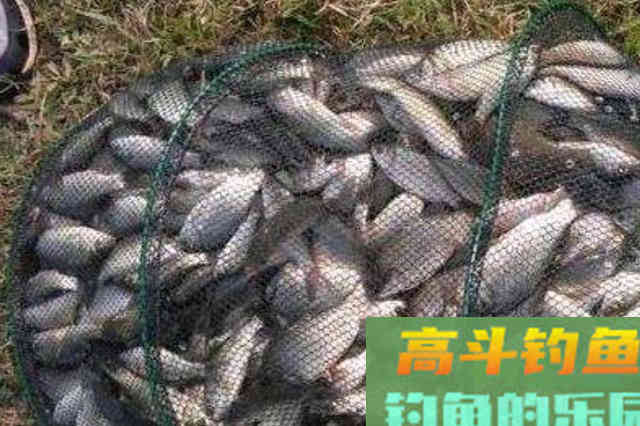 春季气温低，换用这套路，竿竿中鱼不停歇