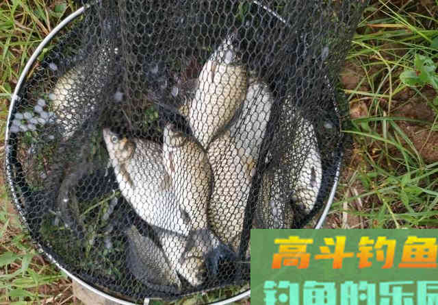 商品饵VS蚯蚓，冬天钓鱼到底用什么饵靠谱