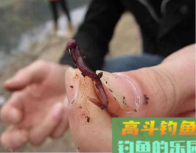 冬季做到这三点，就能钓上鲤鱼