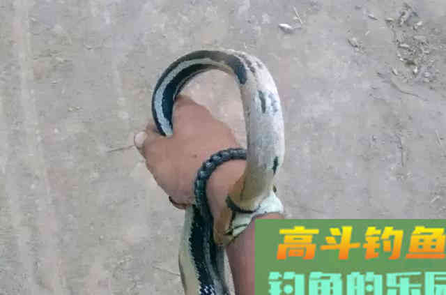 夏天野钓要小心这3种动物，比蚊子狠太多