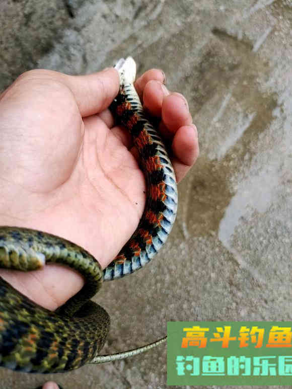 秋季毒蛇特别活跃，野钓需留意