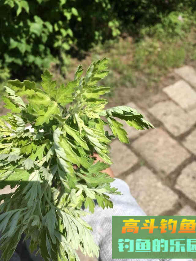 夏天多种蚊虫对钓鱼人有危害，可防可治提升垂钓体验