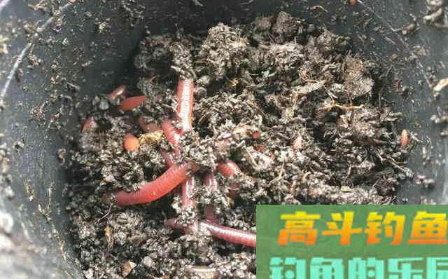 天气越冷鲫鱼咬钩越积极，只要做好这3件事