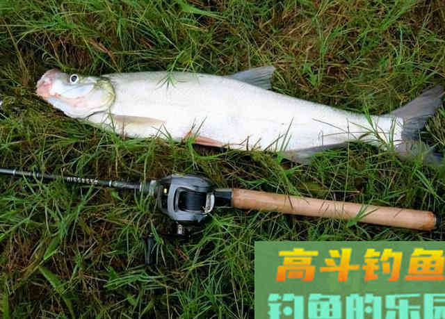 秋钓想要好鱼获，首先得弄明白，什么才是秋钓荫