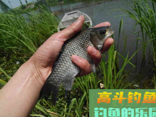 春钓要像钓到鱼，要从钓位、钓具、窝饵、钓法等作手
