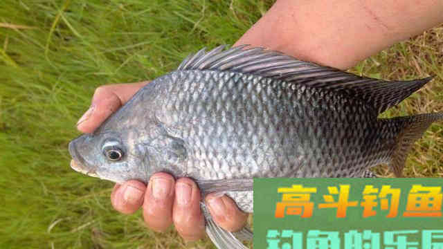 这几种鱼即将停口，最后尝个鲜要不等明年