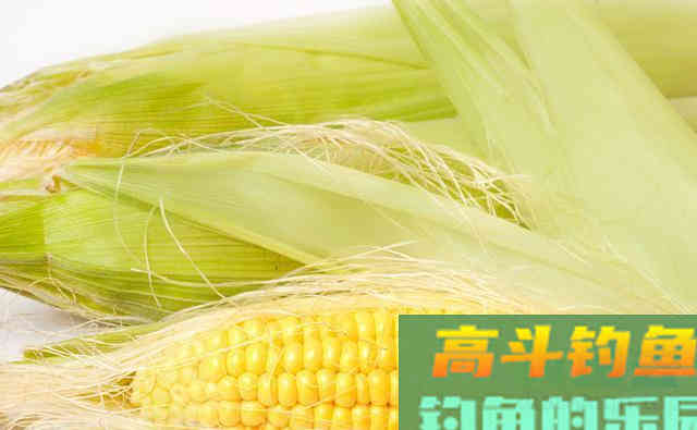 夏季在自然水域,教你这三招用玉米野钓上鱼多