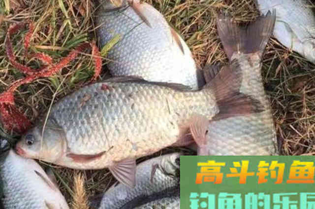 春天到，杂鱼就闹，庆幸我有百试不爽的用饵诀窍