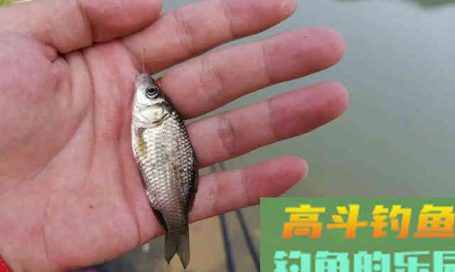 春钓滩等于​钓浅水？春季钓鱼得这样找位置​