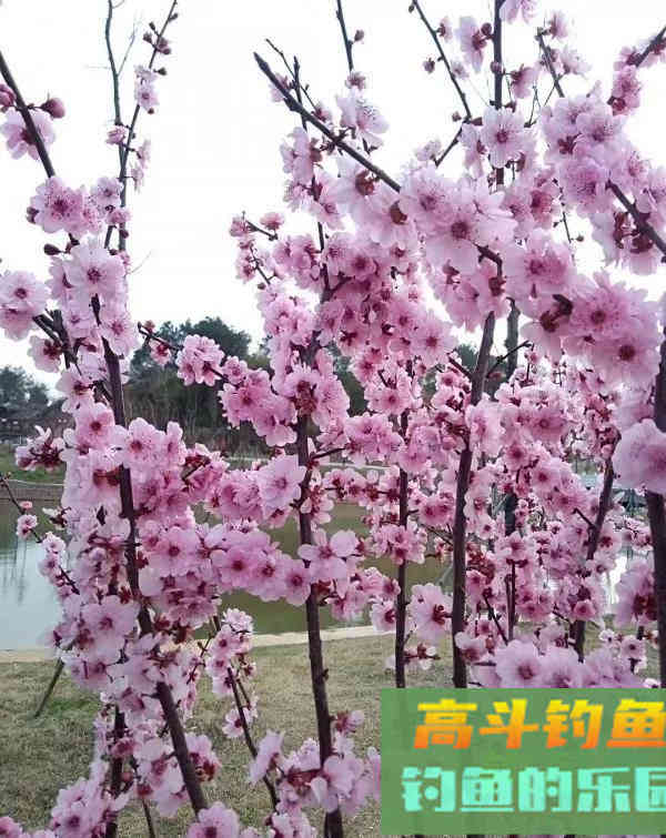 钓鱼人的春天，小钩细线享清欢。