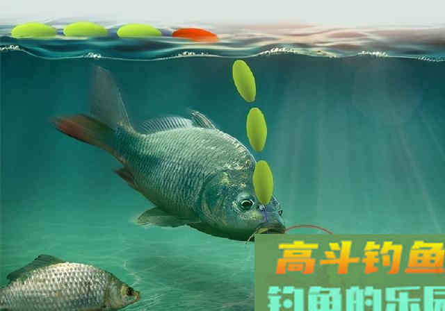 冬季传统钓上鱼多，朝天钩的功劳多