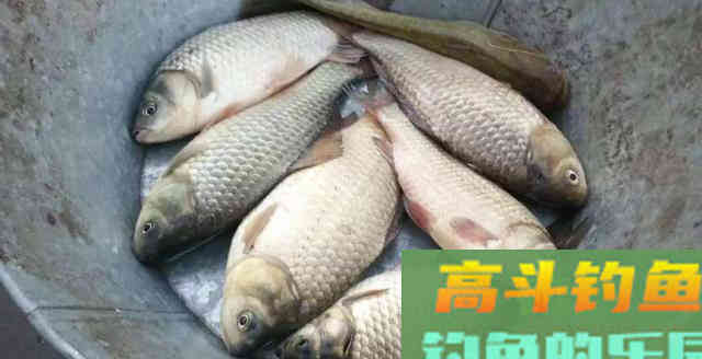 老钓手晃晃鱼竿就能钓上冬季鱼，这招咋练的？教你