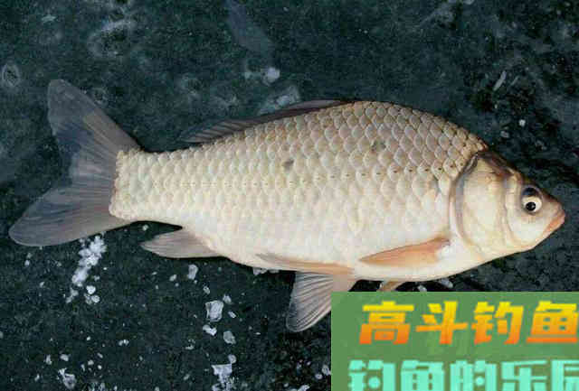 早春出钓时机最为重要，这几种天气不要错过
