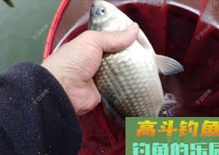 立春到惊蛰，惊蛰到清明等，这段时间钓鱼技巧