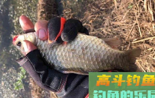 春季野钓攻略，泳层钓法作钓，钓获一箱20斤的野生大鱼