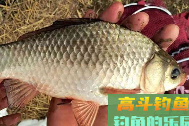 春天野钓你得这样找鱼窝