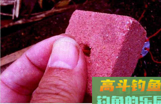 冬钓鲫鱼爆护钓法，白虫虾饼加串钩，能钓一天不停竿