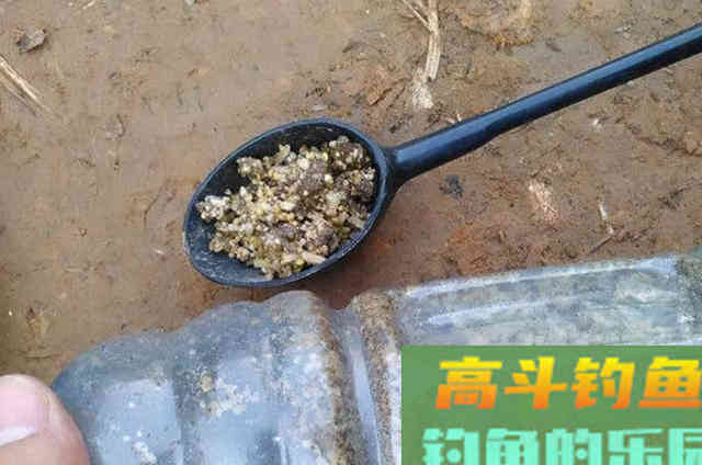 立冬前，大板鲫只需按我说的钓，一支竿子忙不过来
