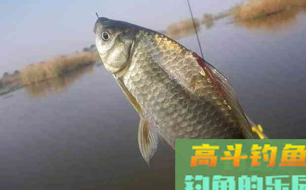 秋天钓鱼，什么时候钓浅，什么时候钓深