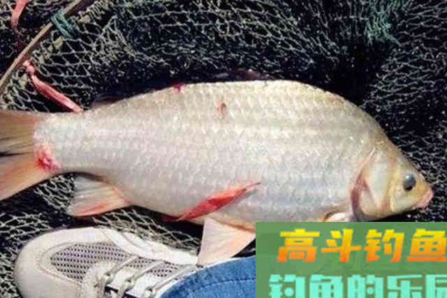 冬钓无口就收竿，难道你没用这3个策略