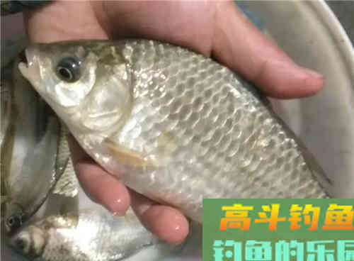 初春野钓停口问题出在哪？解析初春野钓三大技巧