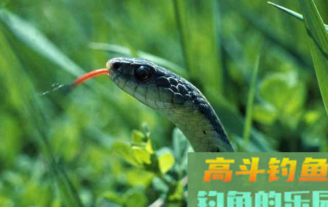夏季夜钓鱼口虽好，不要忽视安全问题，安全是第一
