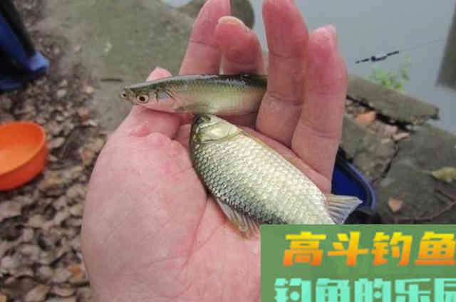 夏钓只要有这套用饵方式，不管在哪都能过把瘾