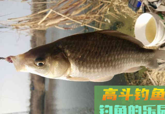 冬钓阳，却钓不到鱼，钓阳不如钓阴