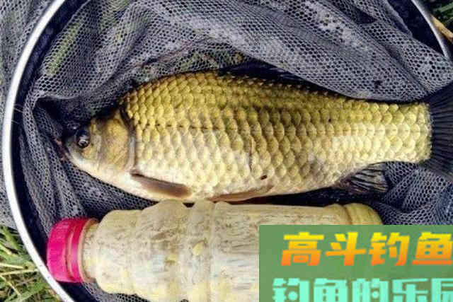 还嫌天气冷，鱼难钓？试过这3招的人，绝非等闲之辈