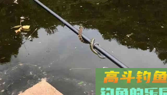 夏天野钓要小心这3种动物，比蚊子狠太多