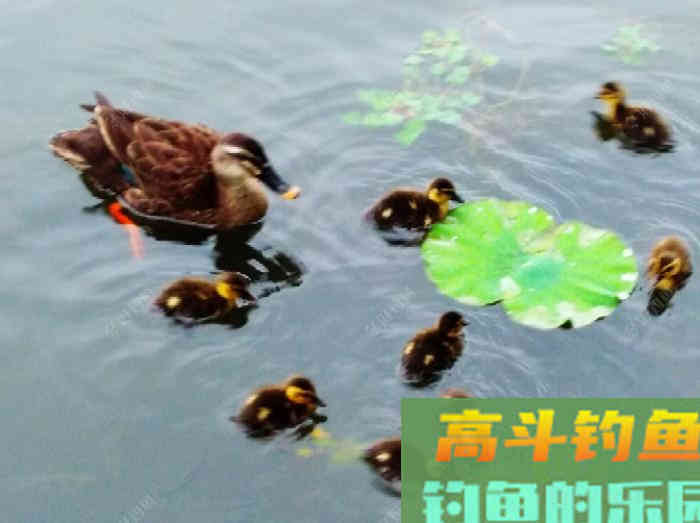 夏季最佳出钓时间、选择钓位，与钓技和饵料方面的解答
