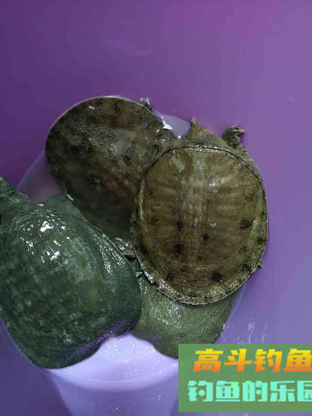 夏天钓甲鱼全攻略，一次实钓记录经验分享