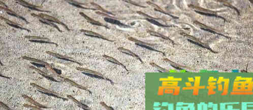春钓浅滩3个原因，不仅仅因为浅水水温高，食物多