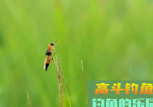 夏季钓鱼要注意，这2个小昆虫对人有致命威胁