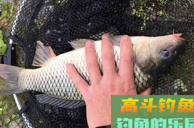 夏天，我就只用这特色钓法，钓上的鲫鲤鱼都很大