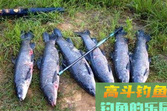深秋时节，别光盯着钓鲫鱼，这些鱼吃口也很好