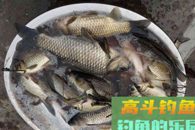 冬天冷就封竿入库？试试我这特色钓法
