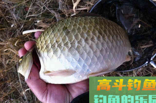 冬天的鱼难钓到怀疑人生？那是你没用这钓法