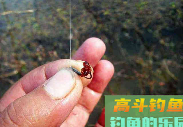 做好这几点，冬天夜钓，也能有好鱼获