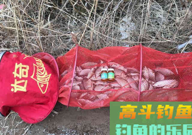 夏季开饵：果酸小药的5种用法