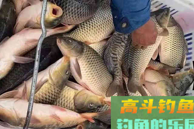 夏季不管在哪钓，打窝诱鱼万万不可少了这三步