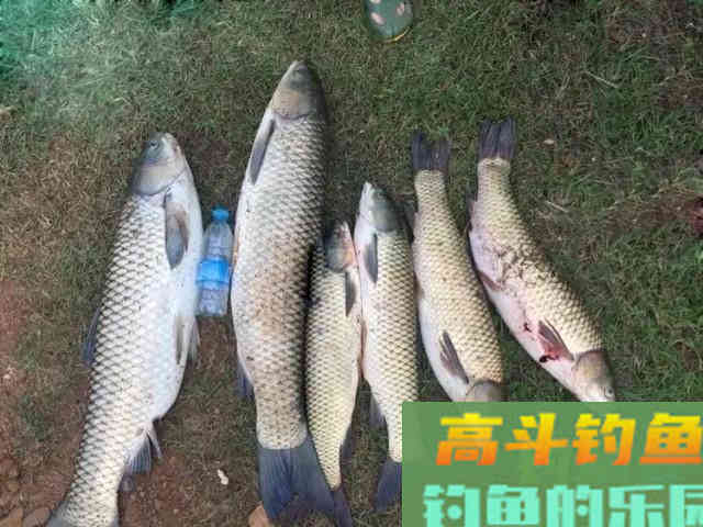 入秋后为何鱼还是不开口