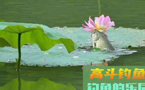 入秋后水温转低，钓草鱼需要钓多深，才能有鱼口