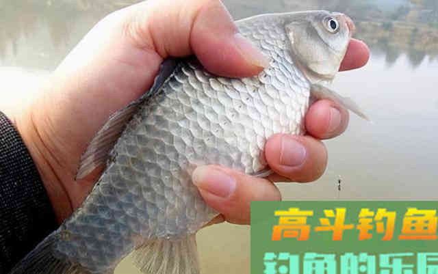 冬季钓鱼，鱼情发生了哪些变化？该如何应对呢