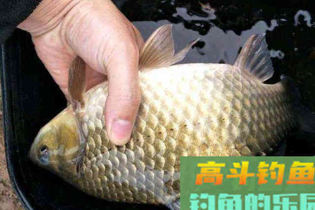 冬天一冷，我就用这钓法来对付板鲫