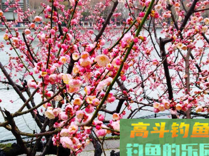 立春到惊蛰，惊蛰到清明等，这段时间钓鱼技巧