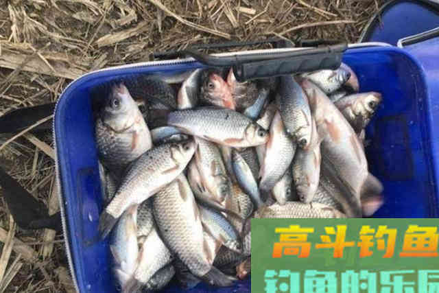 冬钓时，唯独这3种窝料才最实用
