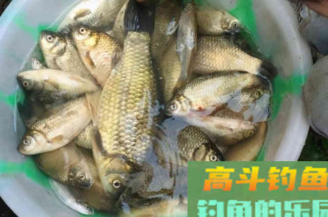 冬钓唯独这几招最管用，知道的人是高手